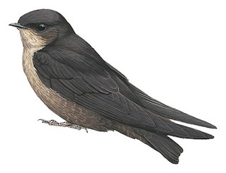 Ptyonoprogne concolor concolor