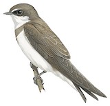 Banded Martin Illustration