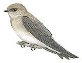 Brown-throated Martin Illustration