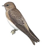 Grey-throated Martin Illustration