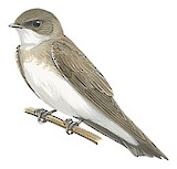 Congo Martin Illustration