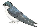 Tree Swallow Illustration