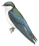 Bahama Swallow Illustration