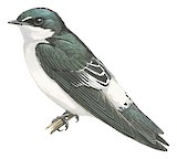 Mangrove Swallow Illustration