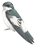 White-winged Swallow Illustration