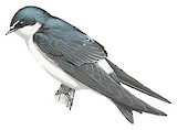 White-rumped Swallow Illustration