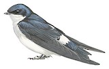 Chilean Swallow Illustration