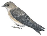 Brown-chested Martin Illustration