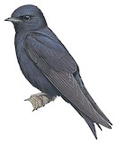 Peruvian Martin Illustration