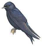 Galapagos Martin Illustration