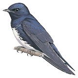 Caribbean Martin Illustration