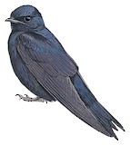 Cuban Martin Illustration