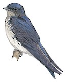 Grey-breasted Martin Illustration