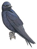 Southern Martin Illustration