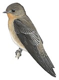 Southern Rough-winged Swallow Illustration