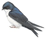 Blue-and-white Swallow Illustration