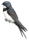 Black-collared Swallow Illustration