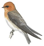 Tawny-headed Swallow Illustration