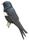 White-banded Swallow Illustration