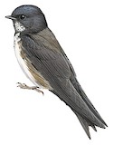 Black-capped Swallow Illustration