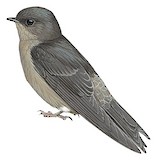 White-thighed Swallow Illustration