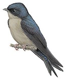 Brown-bellied Swallow Illustration