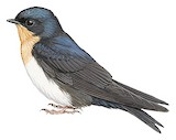 Pale-footed Swallow Illustration