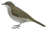 Slender-billed Greenbul Illustration