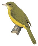 Golden Greenbul Illustration