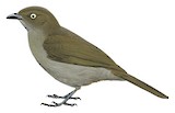 Sombre Greenbul Illustration