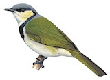 Black-collared Bulbul Illustration