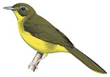 Green-tailed Bristlebill Illustration