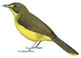 Yellow-eyed Bristlebill Illustration