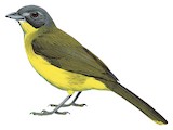 Grey-headed Bristlebill Illustration