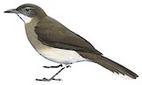 Swamp Palm Bulbul Illustration