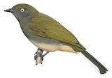 Honeyguide Greenbul Illustration