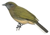 Sjöstedt's Greenbul Illustration