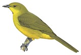 Joyful Greenbul Illustration