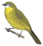 Prigogine's Greenbul Illustration