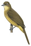 Yellow-bellied Greenbul Illustration