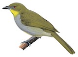 Falkenstein's Greenbul Illustration