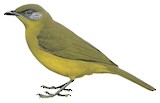 Olive-headed Greenbul Illustration