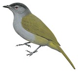 Olive-breasted Greenbul Illustration