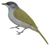 Uluguru Greenbul Illustration