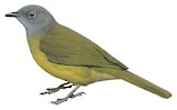 Western Greenbul Illustration