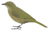 Kakamega Greenbul Illustration