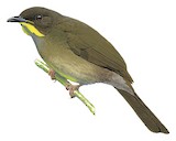 Yellow-whiskered Greenbul Illustration