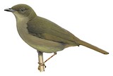 Little Greenbul Illustration