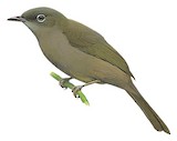 Little Grey Greenbul Illustration