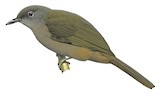 Ansorge's Greenbul Illustration